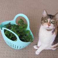 Fresh Dried Organic Whole Leaf Catnip Herb for Cats, Half Ounce Bag