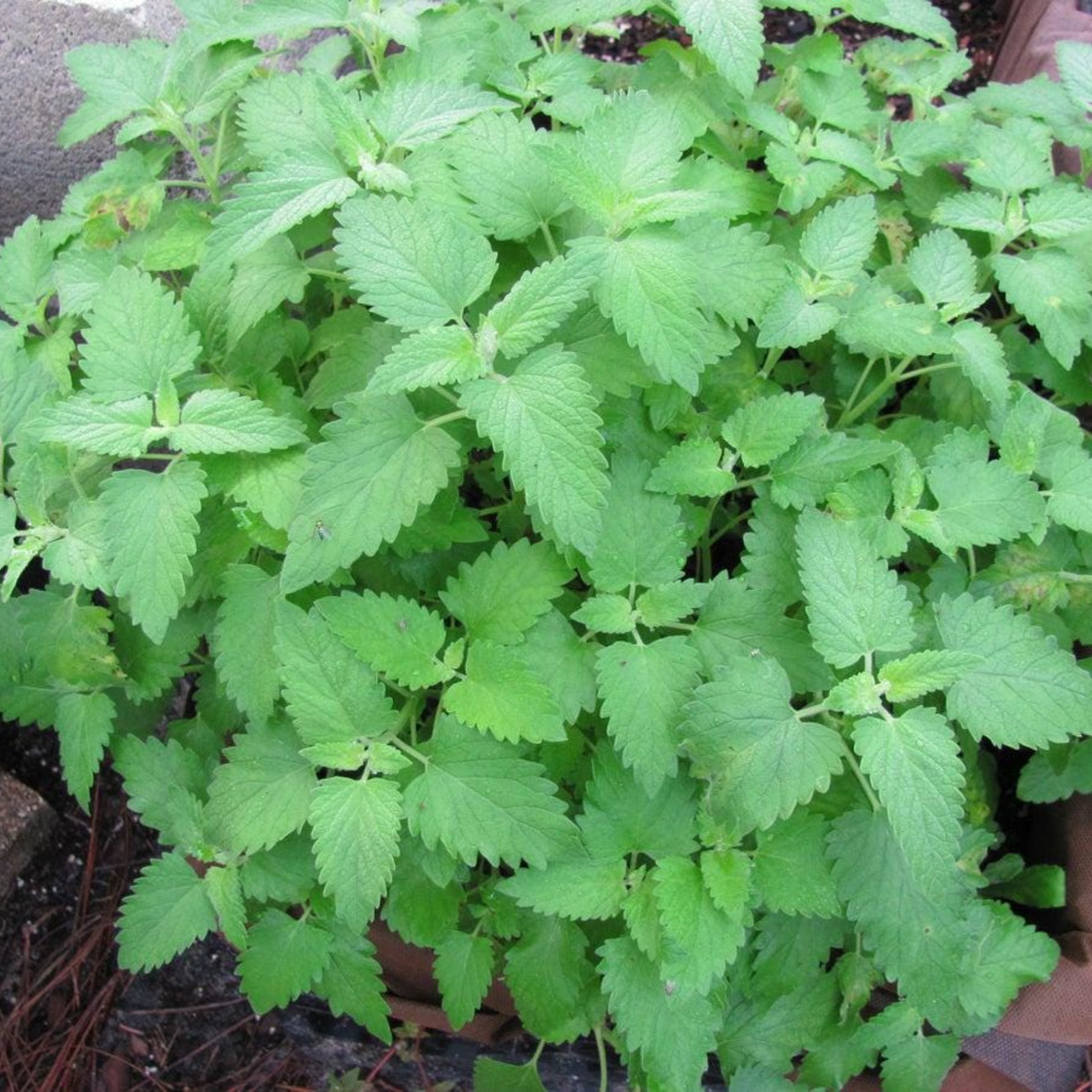Fresh Dried Organic Whole Leaf Catnip Herb for Cats, Half Ounce Bag