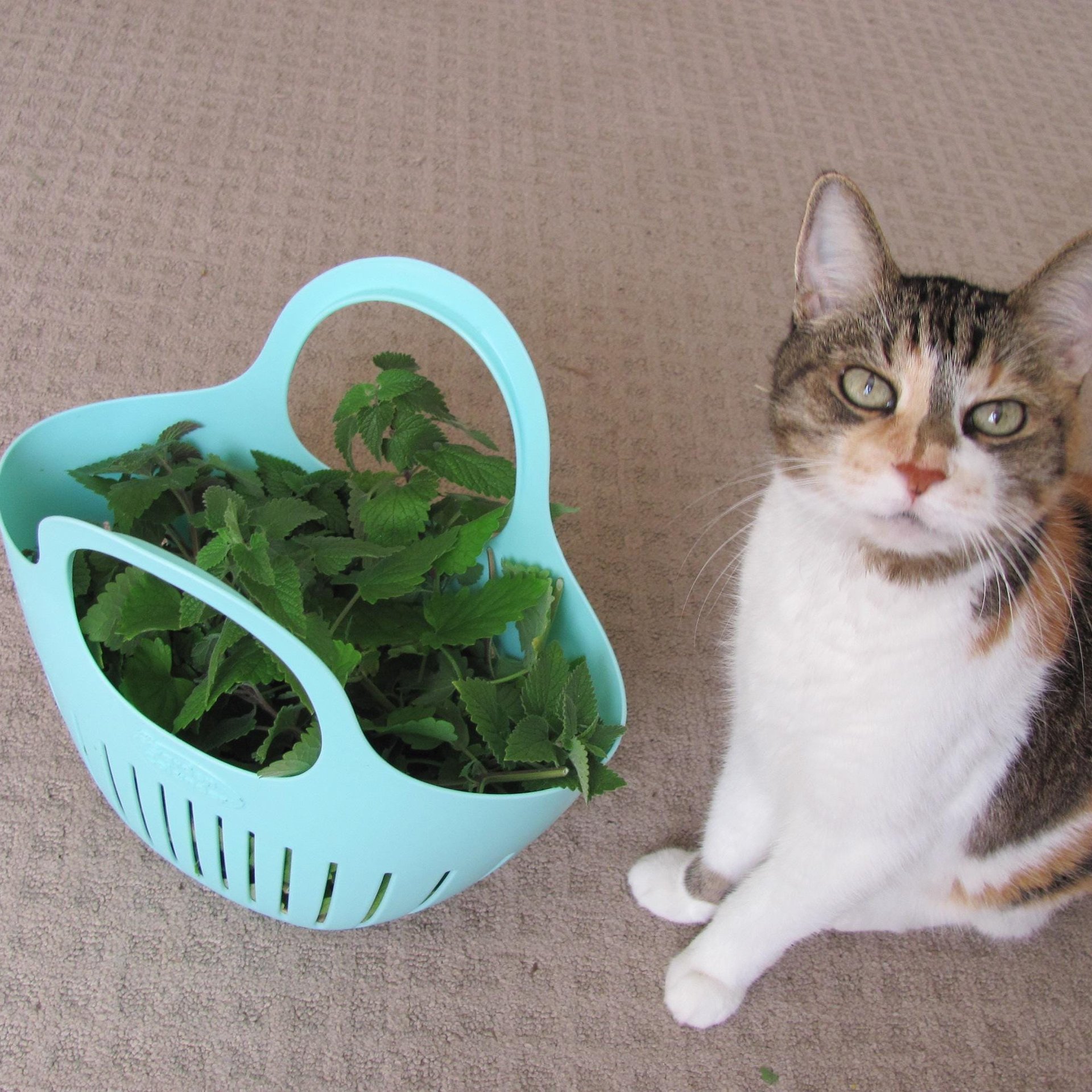 Fresh Dried Organic Whole Leaf Catnip Herb for Cats, Half Ounce Bag